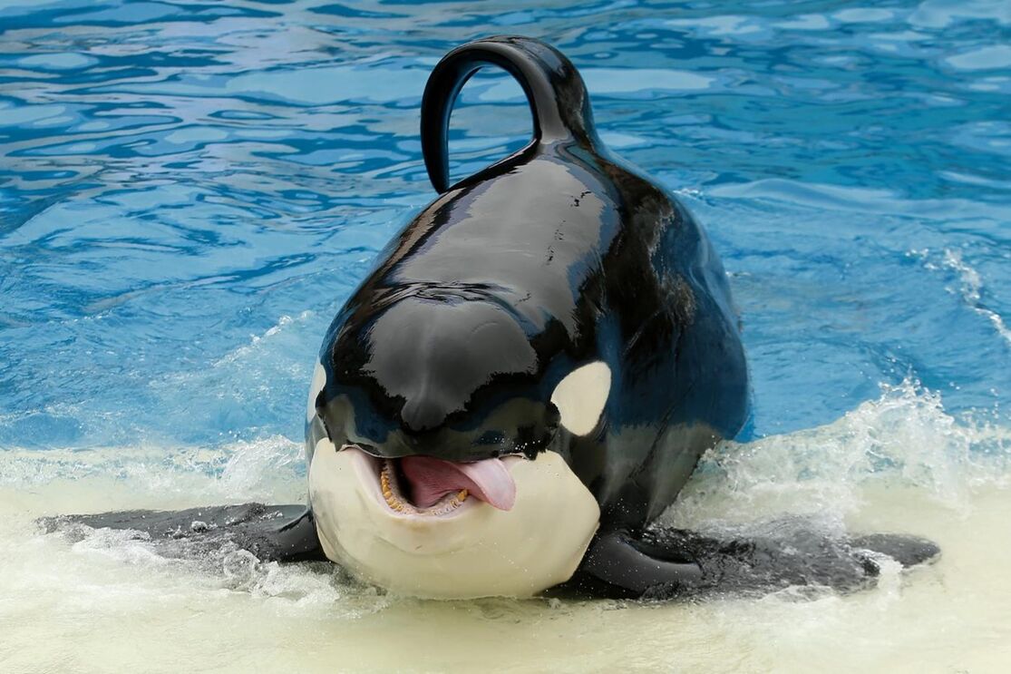 SeaWorld