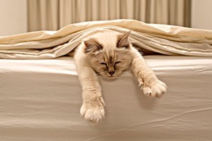 As melhores férias para animais de estimação