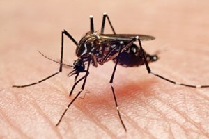 O calor trouxe-nos mais mosquitos
