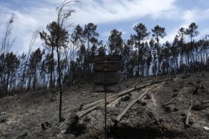 Já arderam mais de 23 mil hectares arderam nos primeiros sete meses do ano