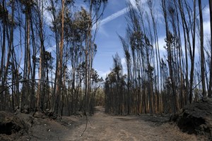 Pedrógão Grande: Lançado concurso para a construção do memorial às vítimas do incêndio