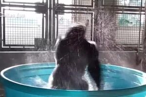 Zola the gorilla dances at Dallas Zoo.mp4