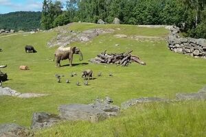 Elefantkalv jagar pärlhöns i Borås Djurpark.mp4