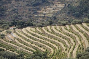 Douro reduz produção de vinho do Porto devido a quebras nas vendas