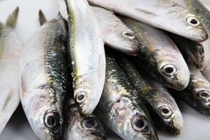 Pesca de sardinha proibida desde hoje
