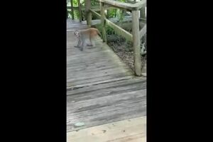 Monkey Attack!!! Silver Springs State Park Florida.mp4
