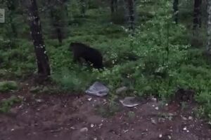 urso com vassoura.mp4