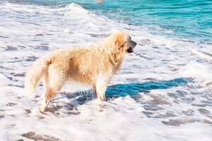 golden retriever