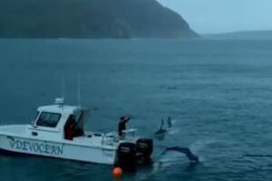 Michael Phelps Loses Race to Great White Shark.mp4