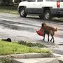 Cão foge de furacão Harvey com saco de ração na boca 
