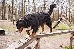 Lisboa vai ter mais 20 parques caninos