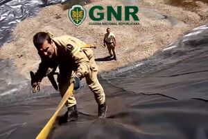 GNR salvam raposas.mp4