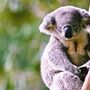 Koala faz viagem de 16 km preso junto a uma roda de um carro