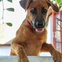 Proposta do PAN para animais serem permitidos em restaurantes debatida em Outubro