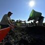Sete toneladas de uva e videiras roubadas em Bordéus