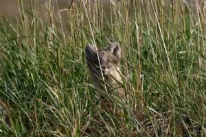 raposa do artico.mp4