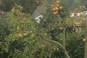 22034610_1955749064695978_3128630267770568704_n.mp4