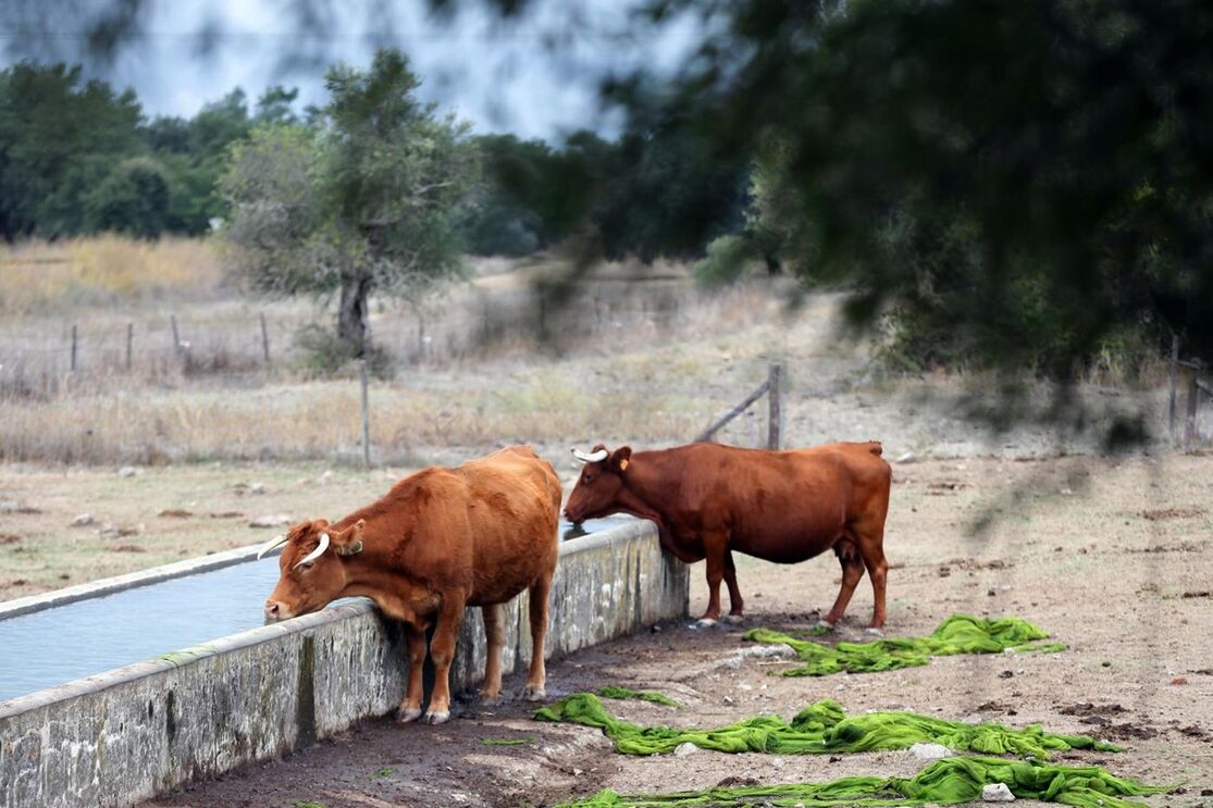 Seca no Alentejo