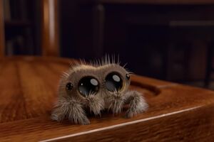 Lucas the Spider.mp4