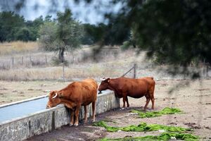 Seca no Alentejo