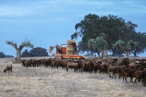 Seca no Alentejo