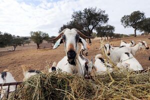 Seca no Alentejo