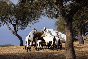 Seca no Alentejo