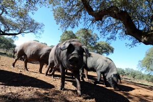 Seca no Alentejo