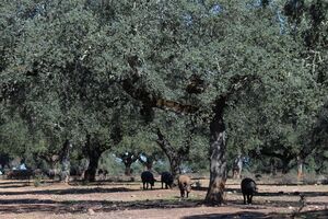 Seca no Alentejo