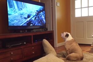 Bulldog Tries To Protect Leonardo DiCaprio From Bear Attack!.mp4