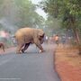 Fotografia de cria de elefante a arder ganhou concurso na Índia