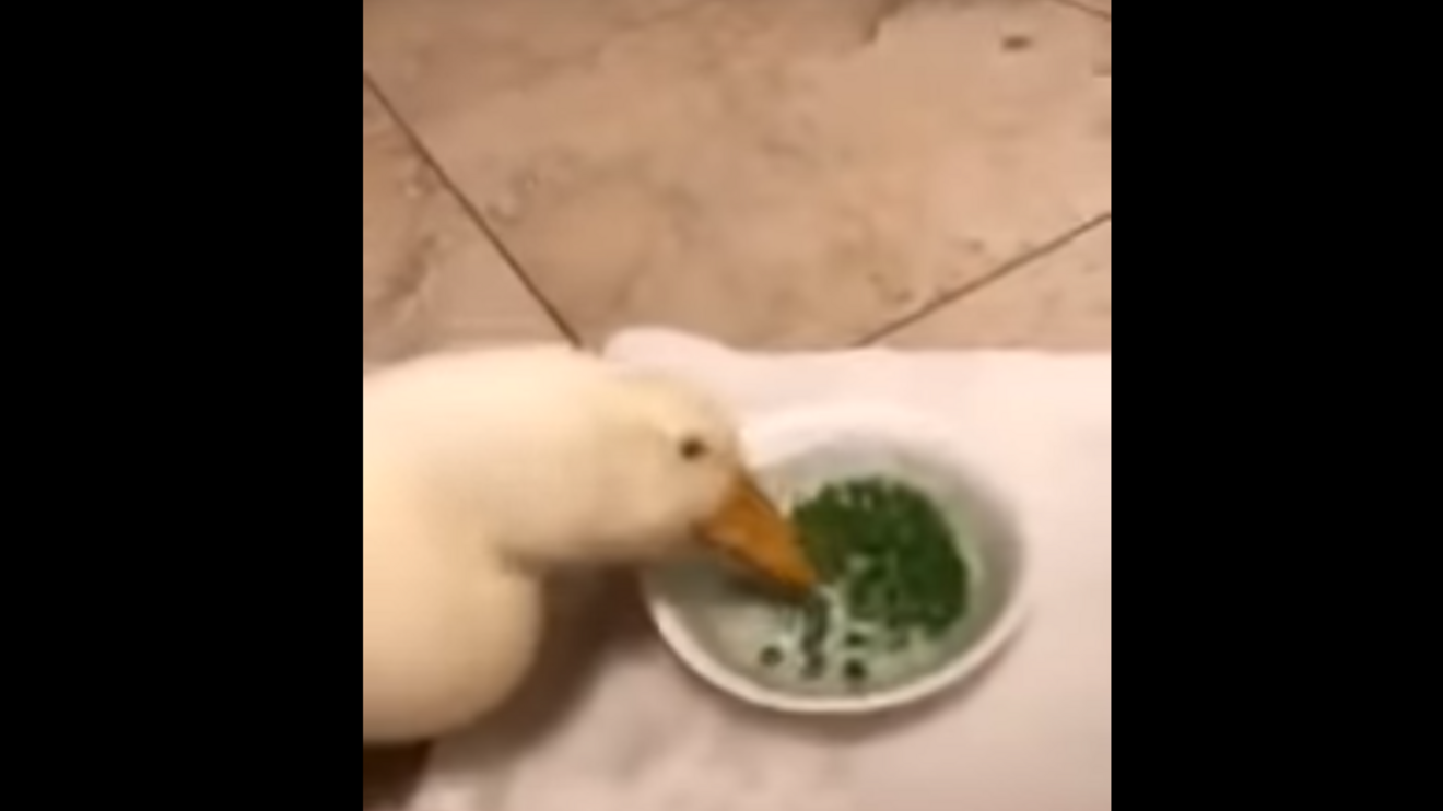 Este pato come um prato de ervilhas em 20 segundos
