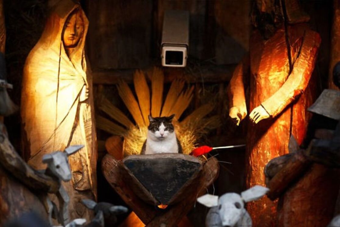 gatos e Natal