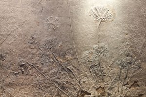 Vida na Terra começou há muito mais do que 3.500 milhões de anos
