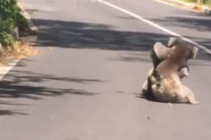 10000000_900207593482477_4926849271203889152_n.mp4