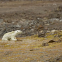Alterações climáticas: urso polar filmado a morrer à fome