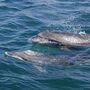 Golfinho sexualmente frustrado aterroriza praia em França