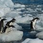 Os pinguins que são 'depravados sexuais'