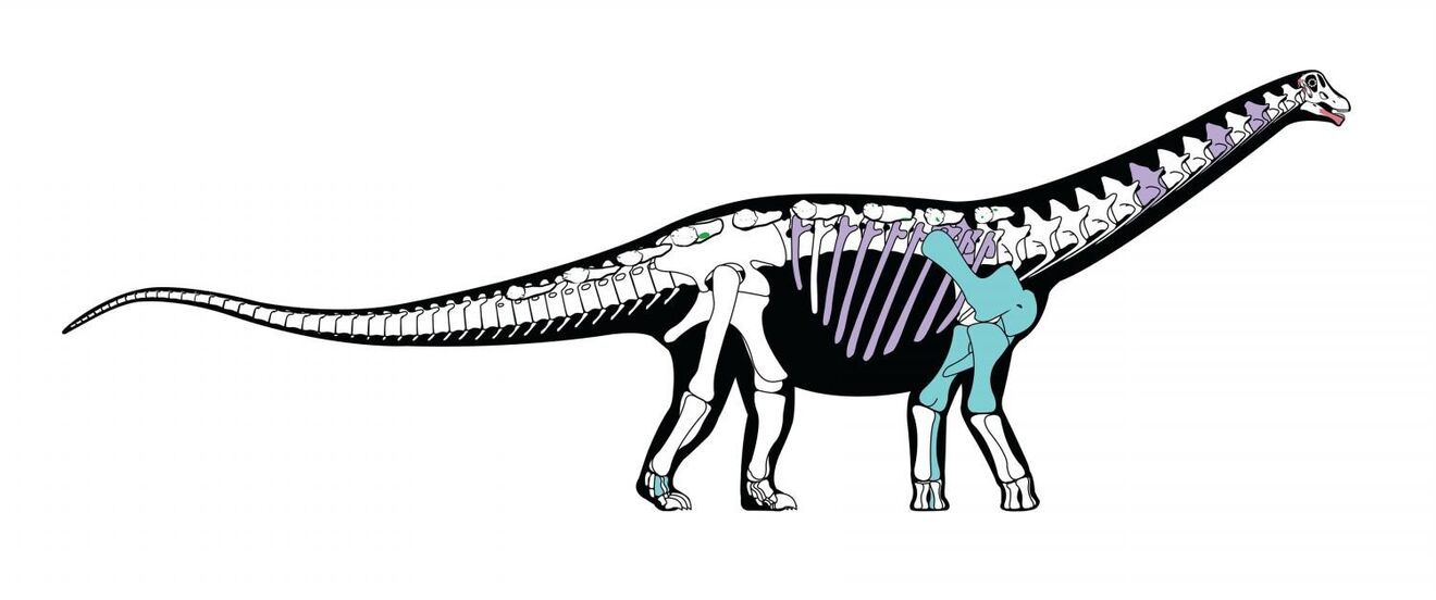 Novo dinossauro
