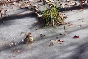 Update_ Alligators in ice!.mp4