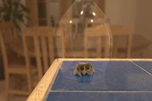 Lucas the Spider - Captured.mp4