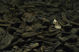 Auschwitz