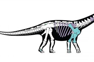 Novo dinossauro