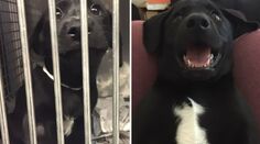 O antes e o depois de cães que são adoptados