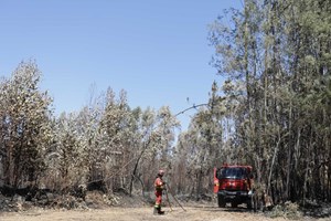 Empresas florestais dizem que 'vai ficar muito por fazer' na limpeza de terrenos