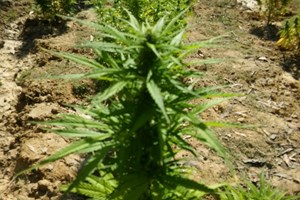Associação do Cânhamo Industrial contra portaria que regulamenta cultivo
