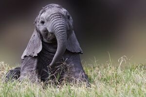 Buffaloes Rescue Baby Elephant from Lions.mp4