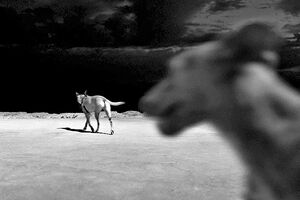 Photo-Metragens