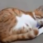 A reacção de um gato ao ver imagens da dona que já morreu