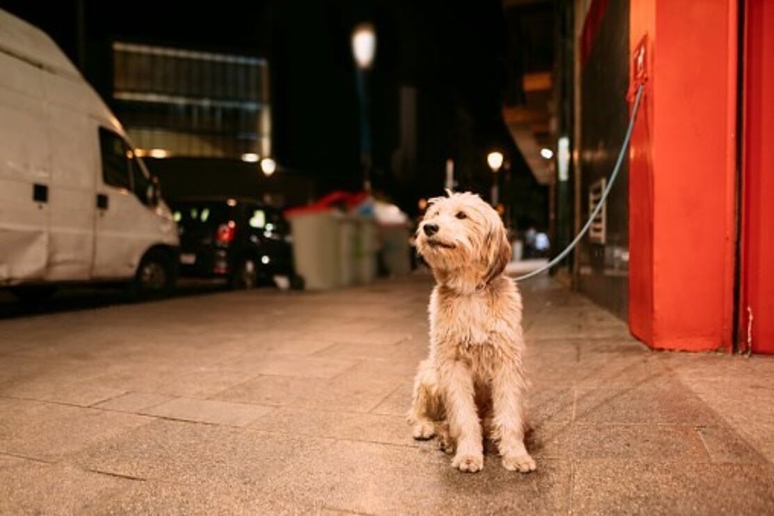Cão (arquivo)